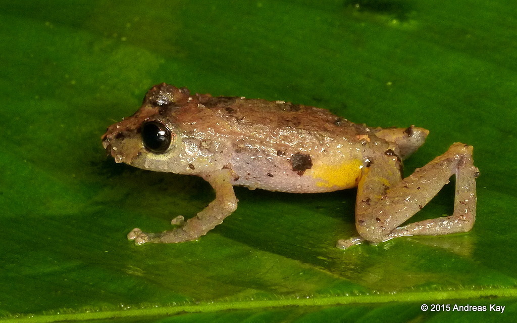 White-Striped Robber Frog