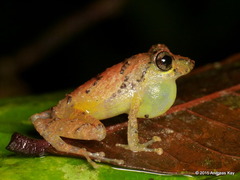 White-Striped Robber Frog photo 5