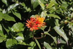 Pseudogynoxys chenopodioides