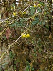 Berberis hayatana