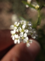 Lepidium fremontii