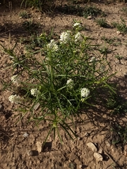 Lepidium fremontii