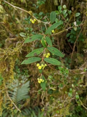 Berberis hayatana