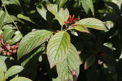 Pseudogynoxys chenopodioides