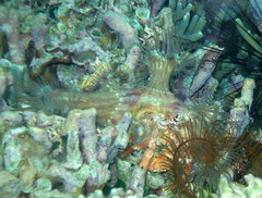 Dardanus pedunculatus