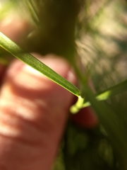 Lepidium fremontii