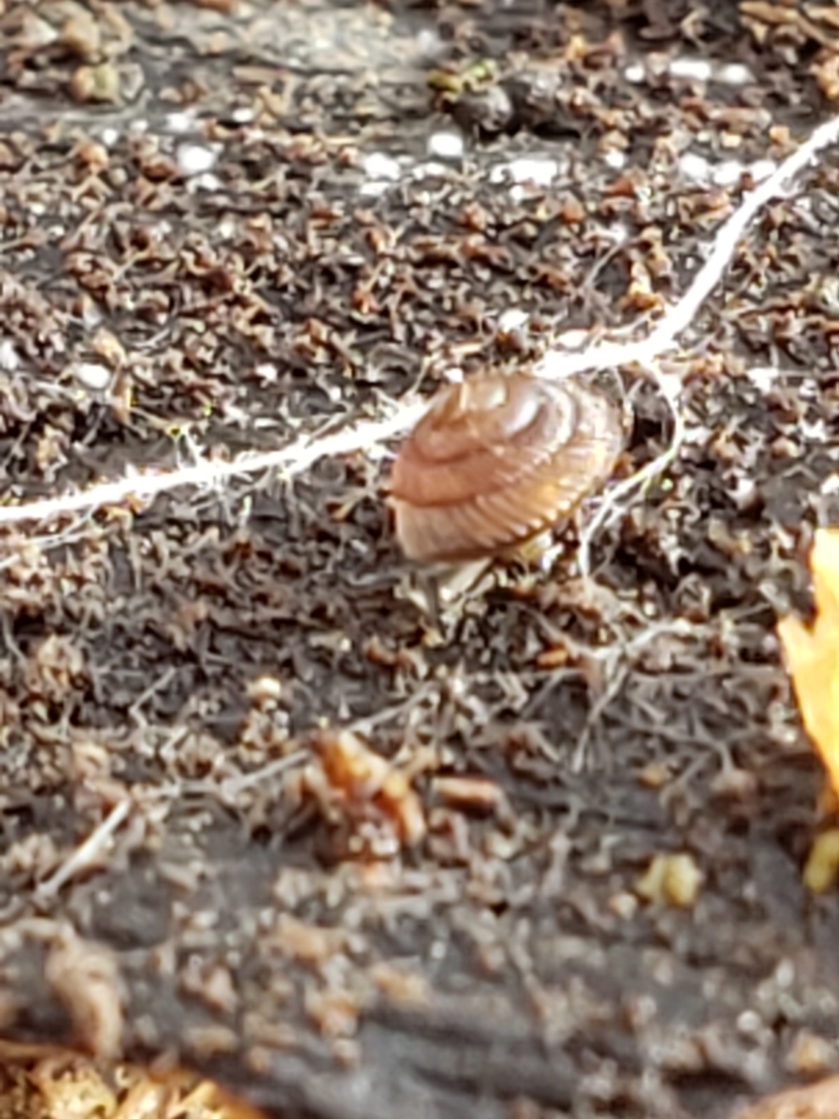 bronze pinecone