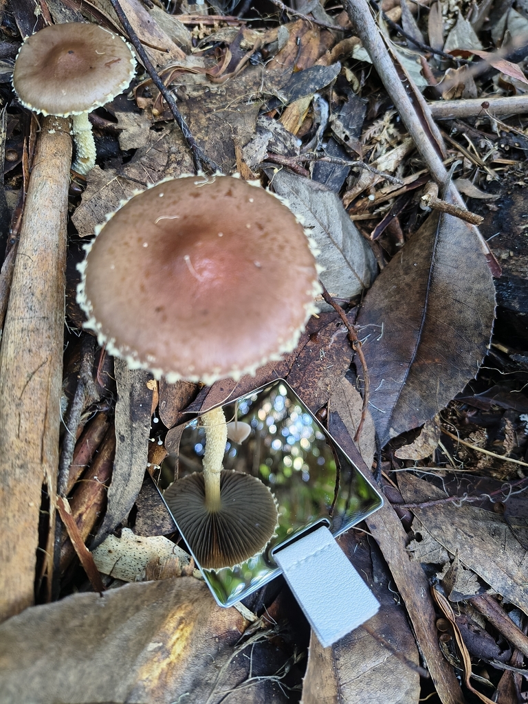 Stropharia formosa