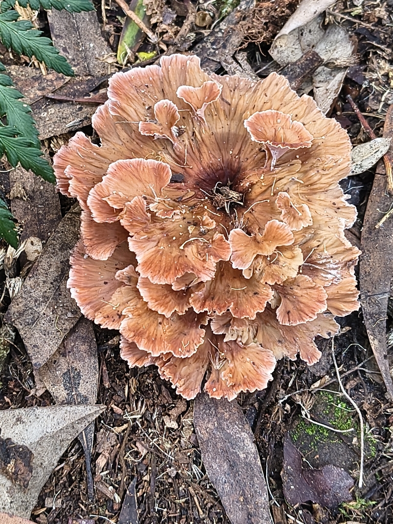 Podoscypha petalodes · April 2026 · photo: © katehocking (iNaturalist, cc-by)