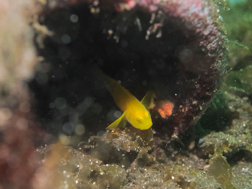 Lubricogobius exiguus