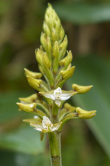 Jewel Orchid (Solenocentrum)