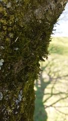 Cryphaea heteromalla