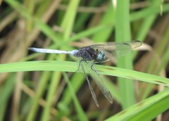 Orthetrum microstigma