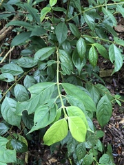 Lasianthus hispidulus