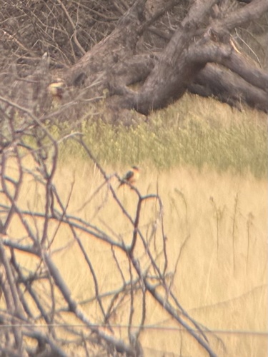Shaft-tailed Whydah
