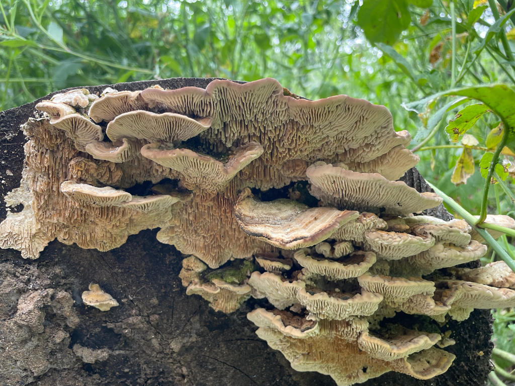 Trametes betulina · April 2026 · photo: © antrozousamelia (iNaturalist, cc-by)