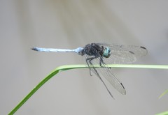 Orthetrum microstigma
