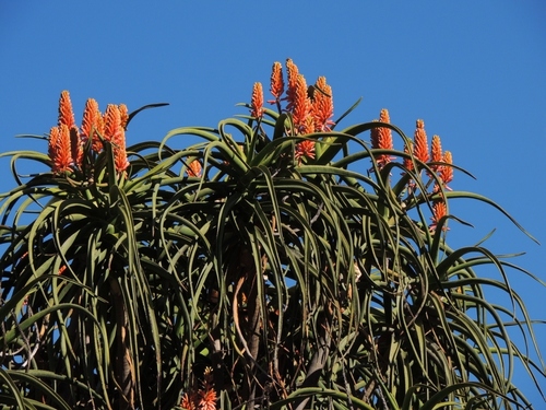 Aloidendron barberae