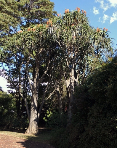 Aloidendron barberae