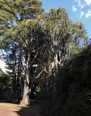 Tree aloe (Aloidendron barberae)