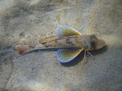 Chelidonichthys lucerna