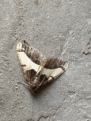 Frederickia hypaethrata