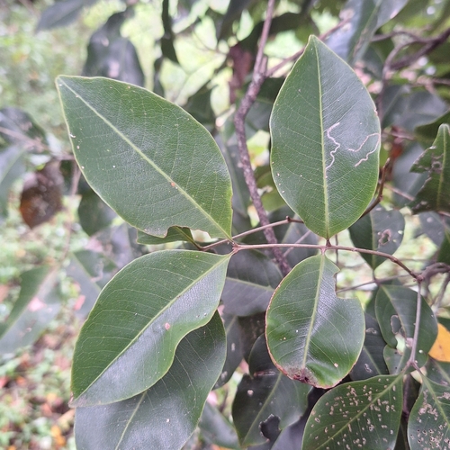 Mischocarpus anodontus, photograph 4