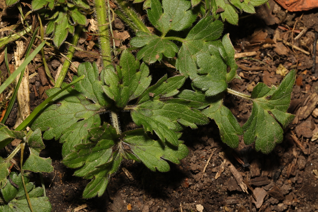 Creeping buttercup from Woolton Woods & Camp Hill, School Lane, Woolton ...