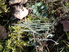 Cladonia cornuta