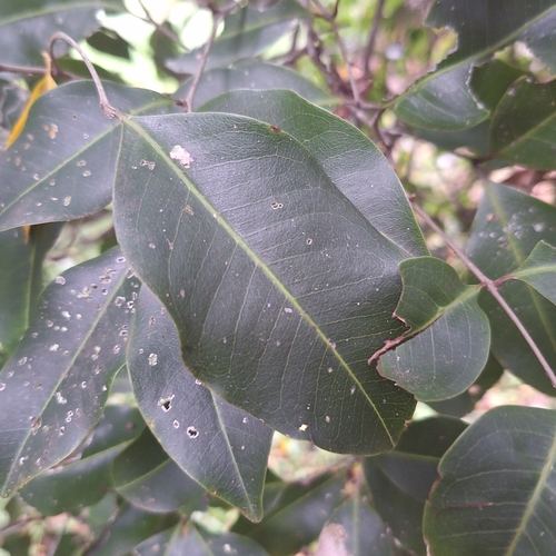 Mischocarpus anodontus, photograph 5