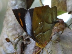 Kallimoides rumia rumia