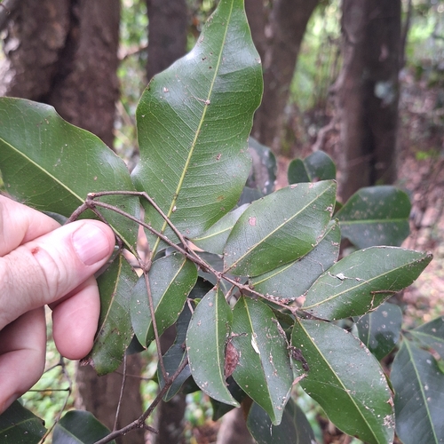 Mischocarpus anodontus, photograph 6