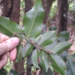 Mischocarpus anodontus, photograph (c) Greg Tasney, some rights reserved (CC BY-SA)
