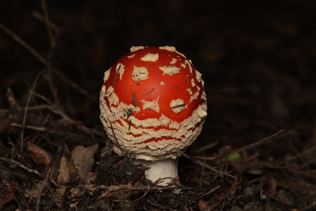 Amanita muscaria · April 2026 · photo: © andrianl (iNaturalist, cc-by)