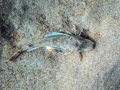 Chelidonichthys lucerna