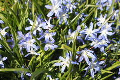 Scilla luciliae