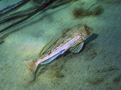 Chelidonichthys lucerna