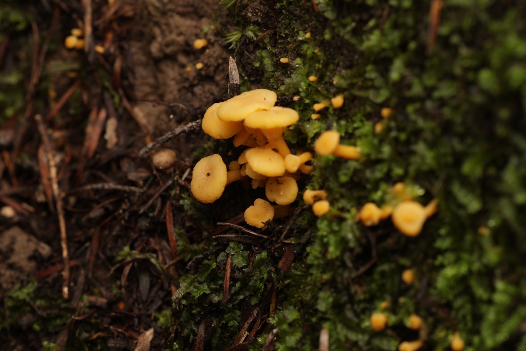 Cantharellus wellingtonensis · April 2026 · photo: © andrianl (iNaturalist, cc-by)