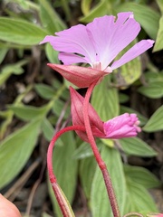 author not stated, no rights reserved Clarkia breweri, photograph author not stated, no rights reserved