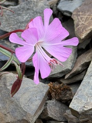 author not stated, no rights reserved Clarkia breweri, photograph author not stated, no rights reserved