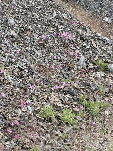 Clarkia breweri, photograph 4