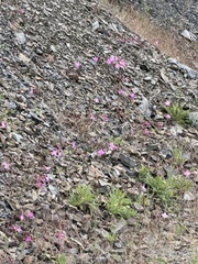 author not stated, no rights reserved Clarkia breweri, photograph author not stated, no rights reserved