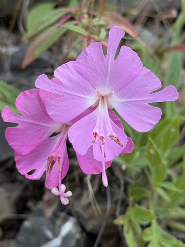 Clarkia breweri, photograph 5
