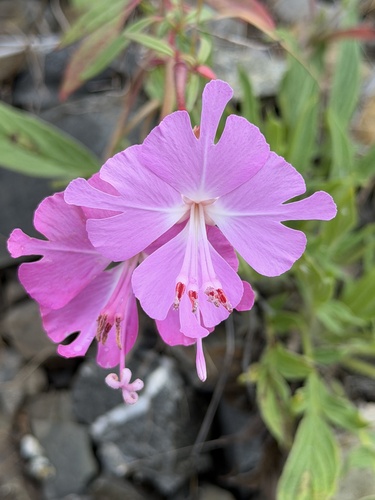Clarkia breweri, photograph 6