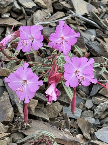 Clarkia breweri, photograph 1