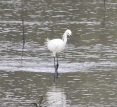 Egretta garzetta nigripes
