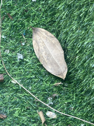Neolitsea aurata observed 2026-04-26