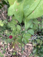 Calliandra tergemina emarginata
