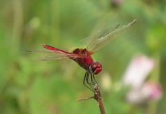 Urothemis assignata