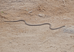 Pseudalsophis dorsalis